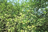 永信贵宾会217,油茶莳植生产加工销售,植物油莳植生产加工销售