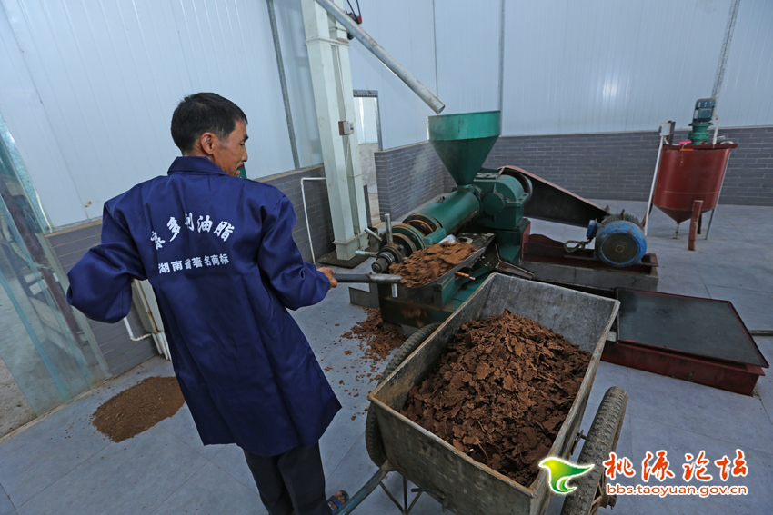 永信贵宾会217,油茶莳植生产加工销售,植物油莳植生产加工销售