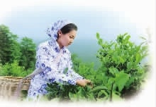 永信贵宾会217,油茶莳植生产加工销售,植物油莳植生产加工销售